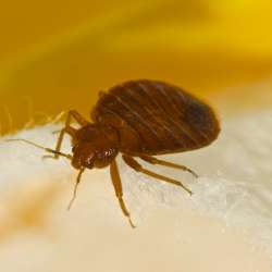 Closeup of a bed bug