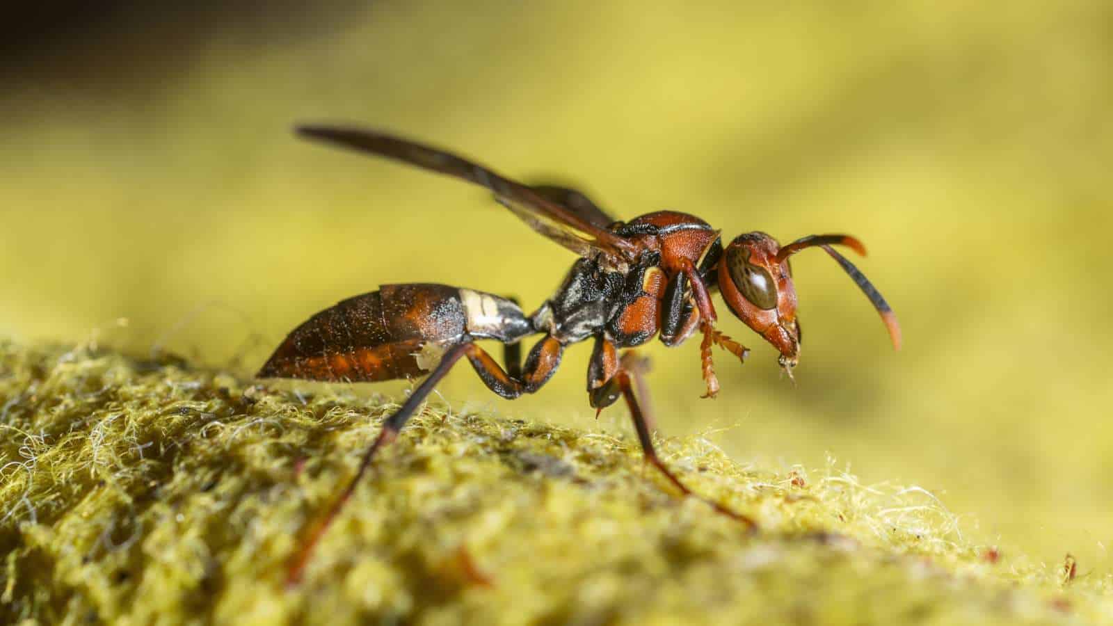 Closeup of a wasp