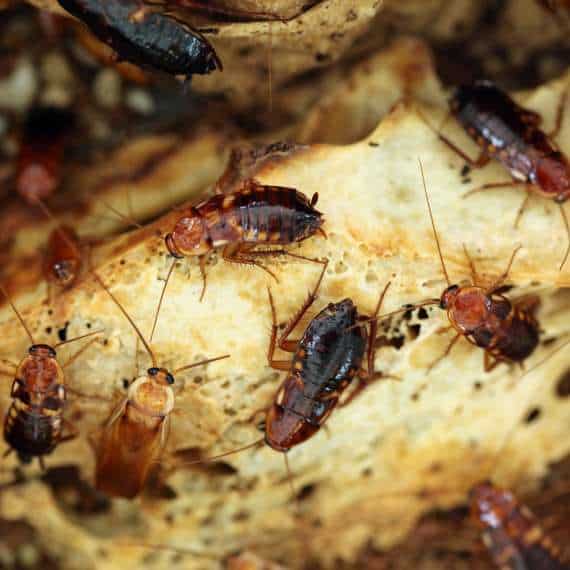 Rodent & Pest Control Services Exterminator