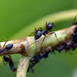 Black ants on a branch