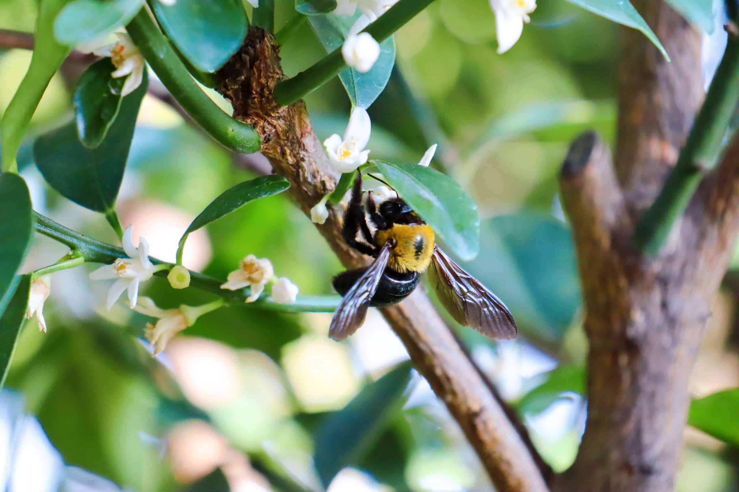 Carpenter Bees