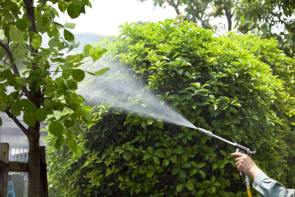 A Pest Control Sprayer spraying a bush and a tree