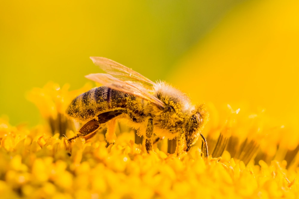 honeybee