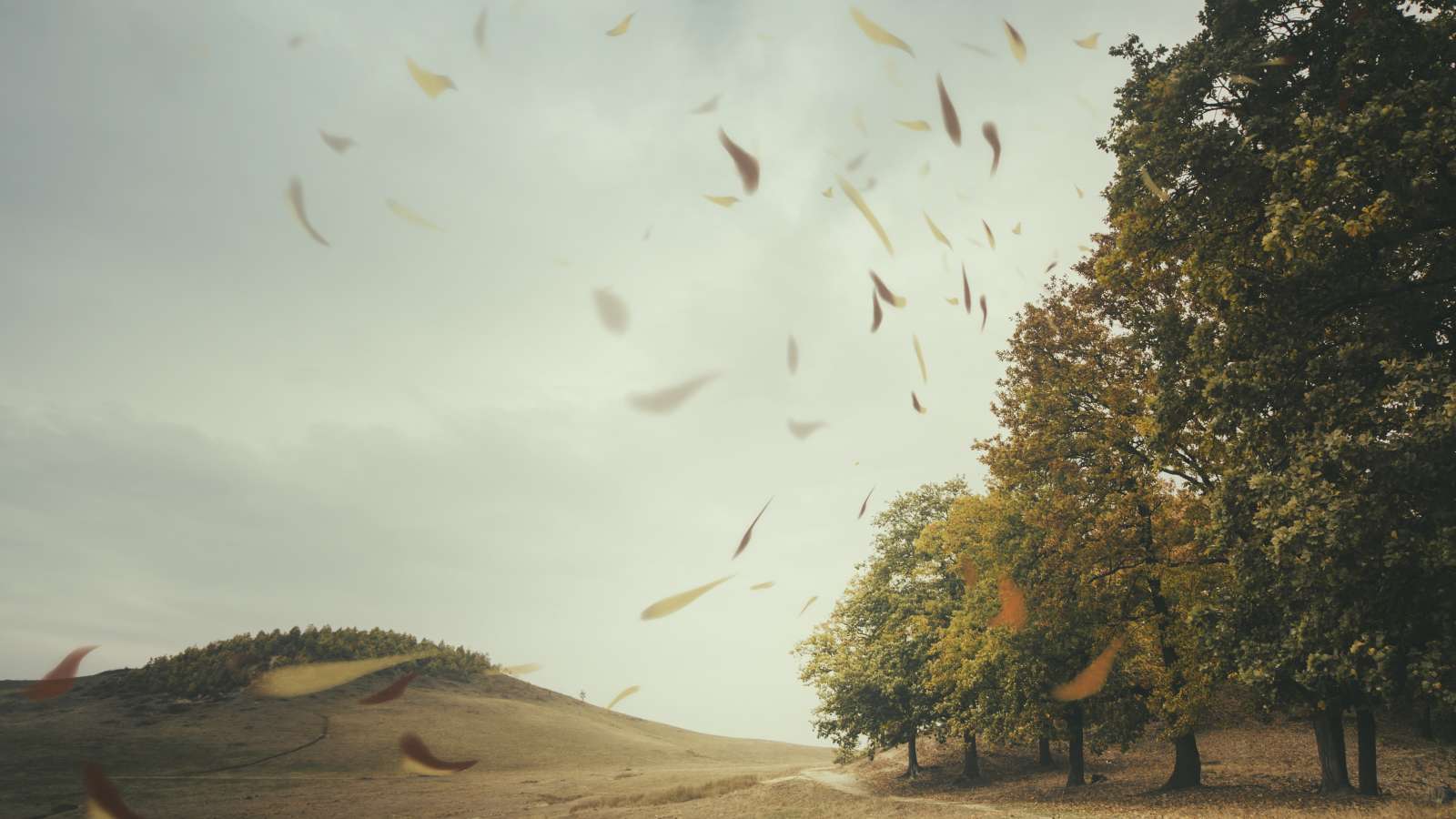 Image of trees with leaves being blown by the wind