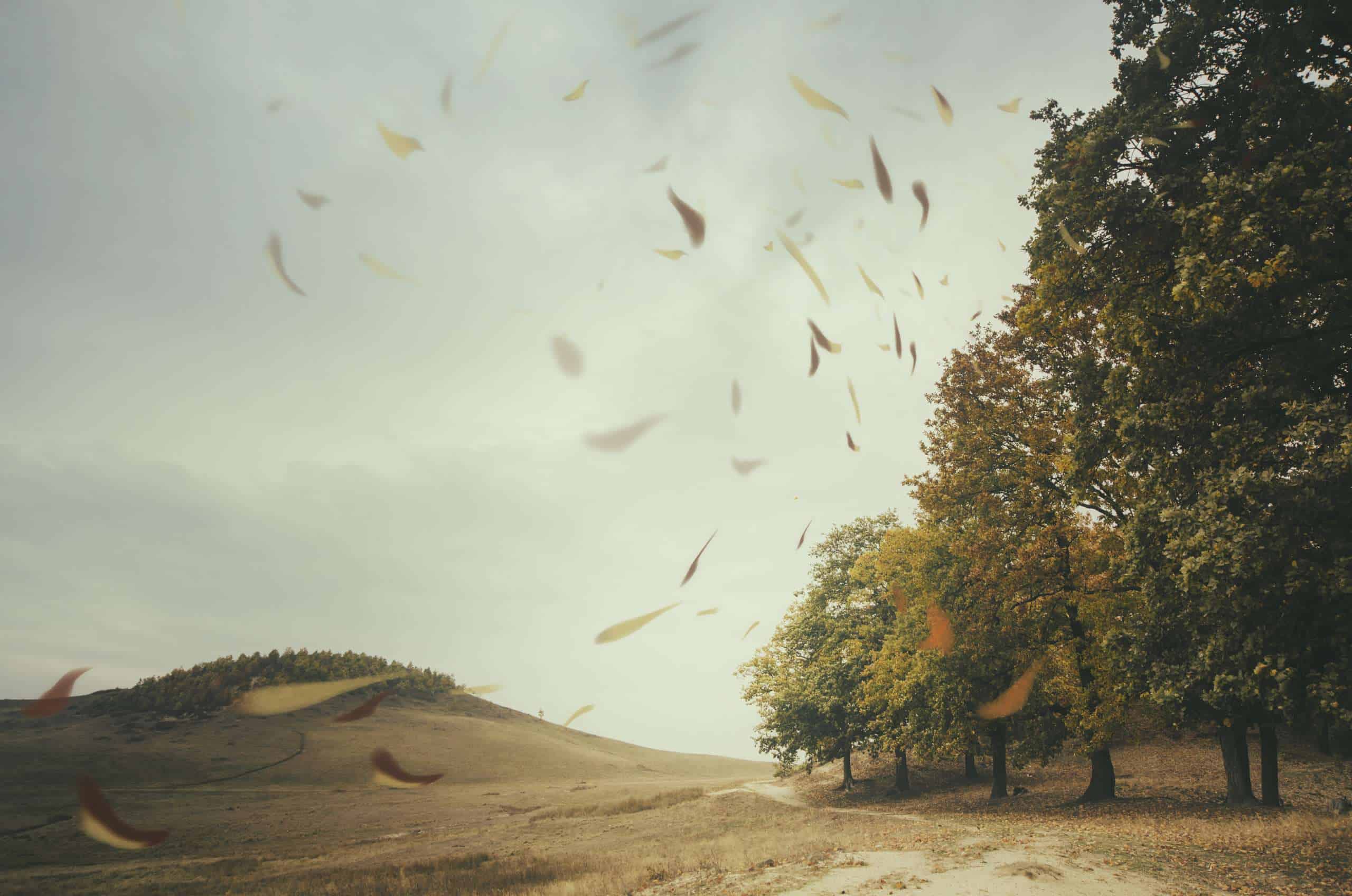 Image of trees with leaves being blown by the wind