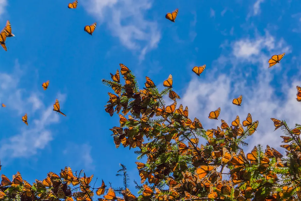 butterfly migration