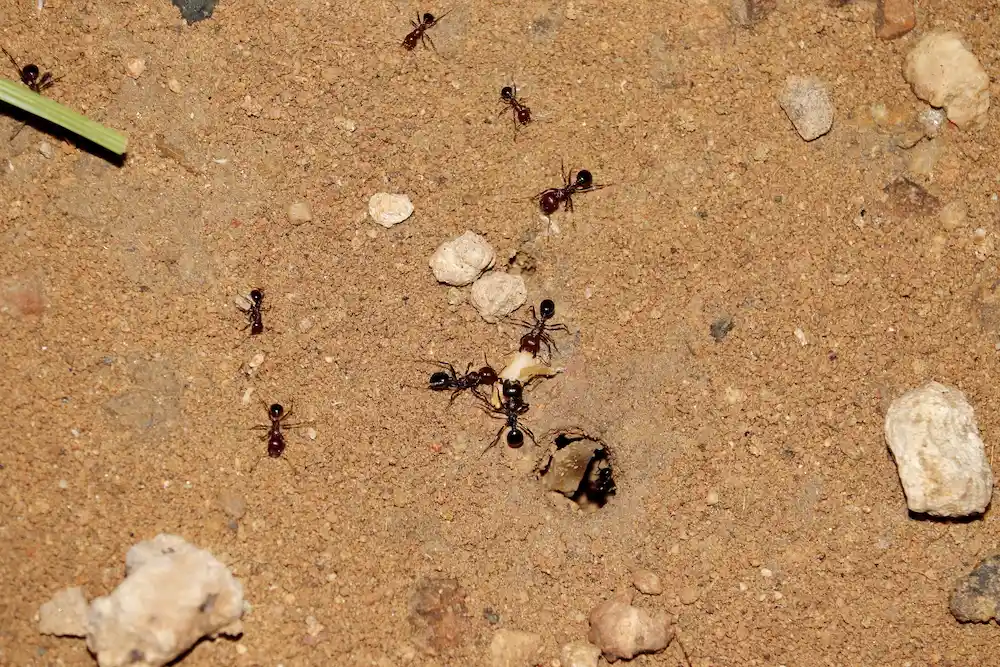 ants in dirt