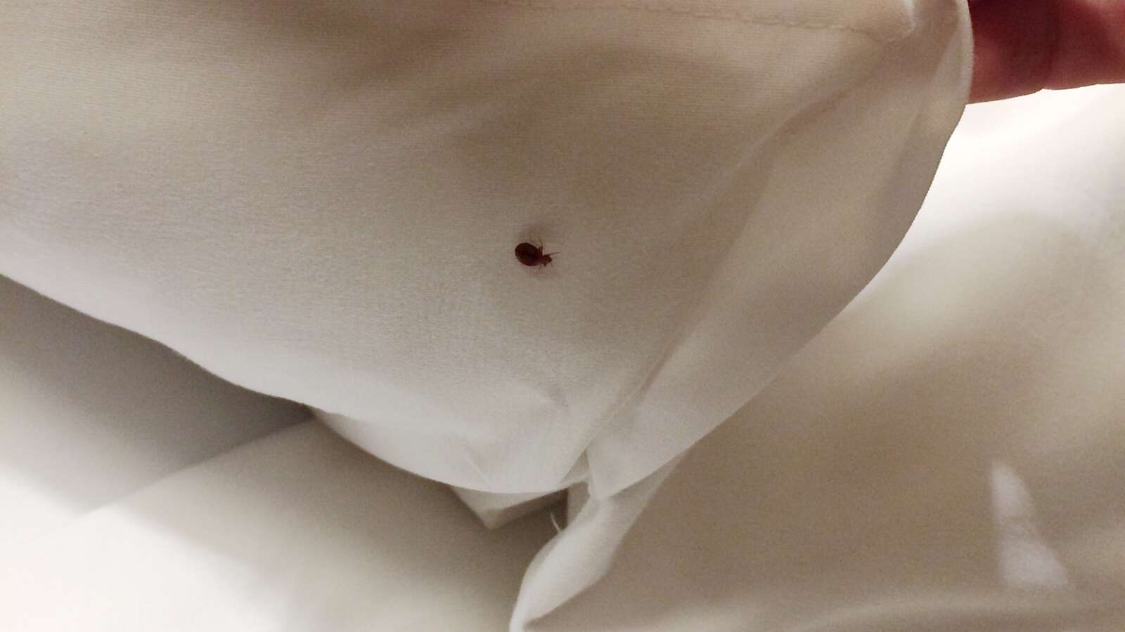 Bed Bug in sheets