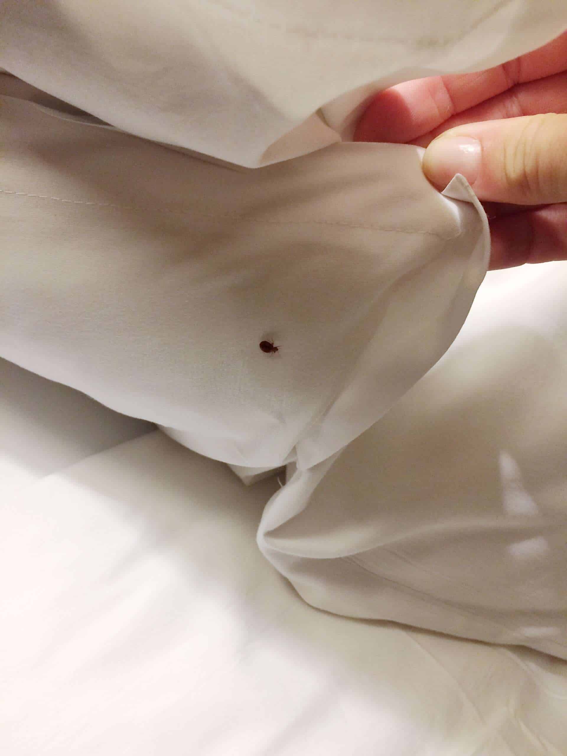 Bed Bug in sheets