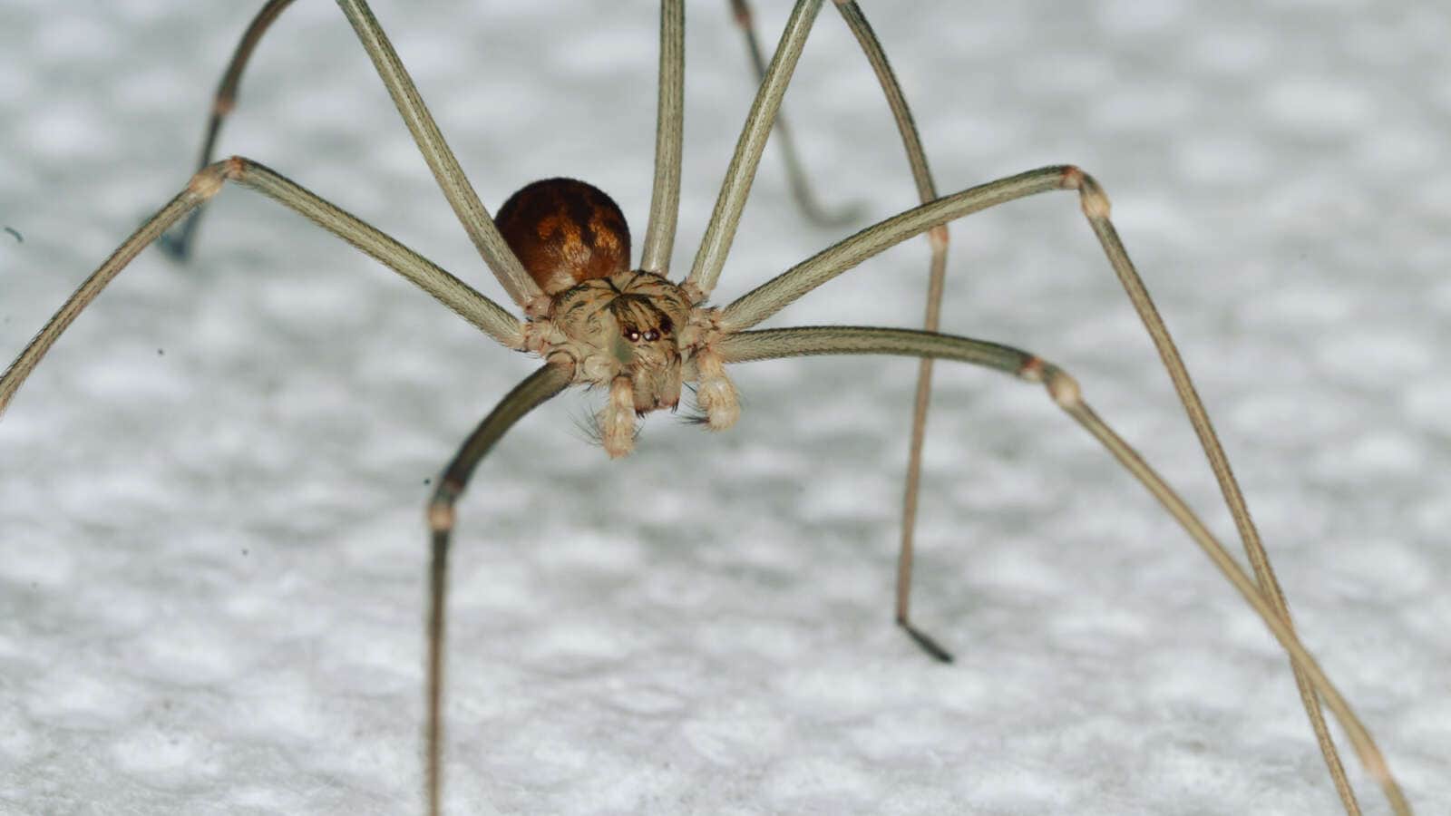 Closeup of a Brown Recluse Spider