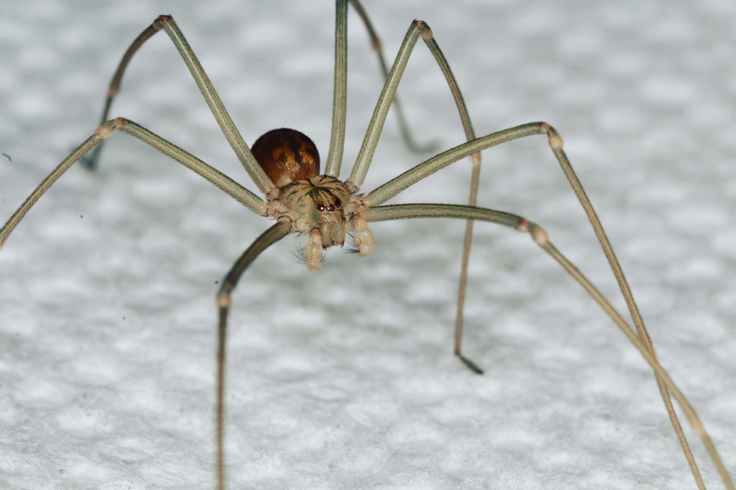 Daddylongleg Spiders - Control, Extermination, Removal