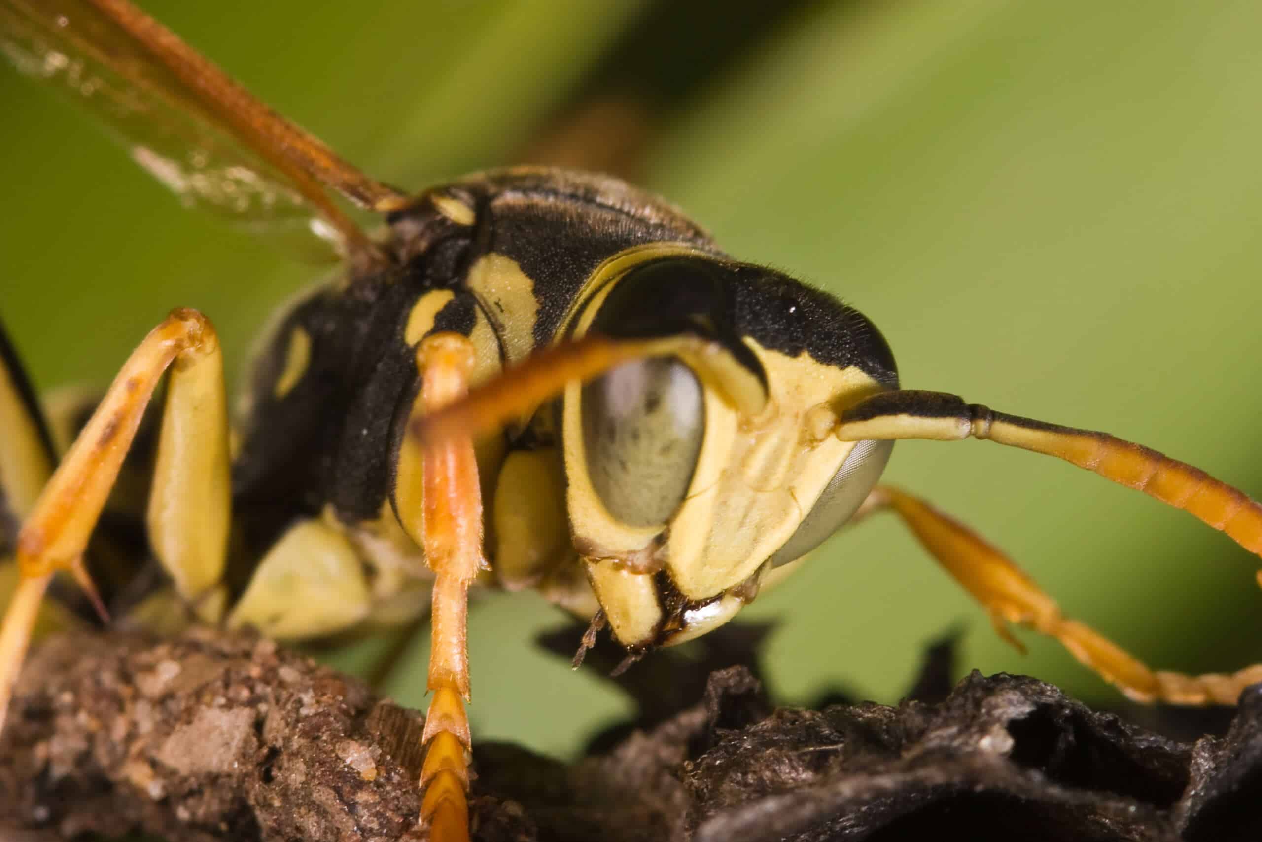 Closeup of a wasp