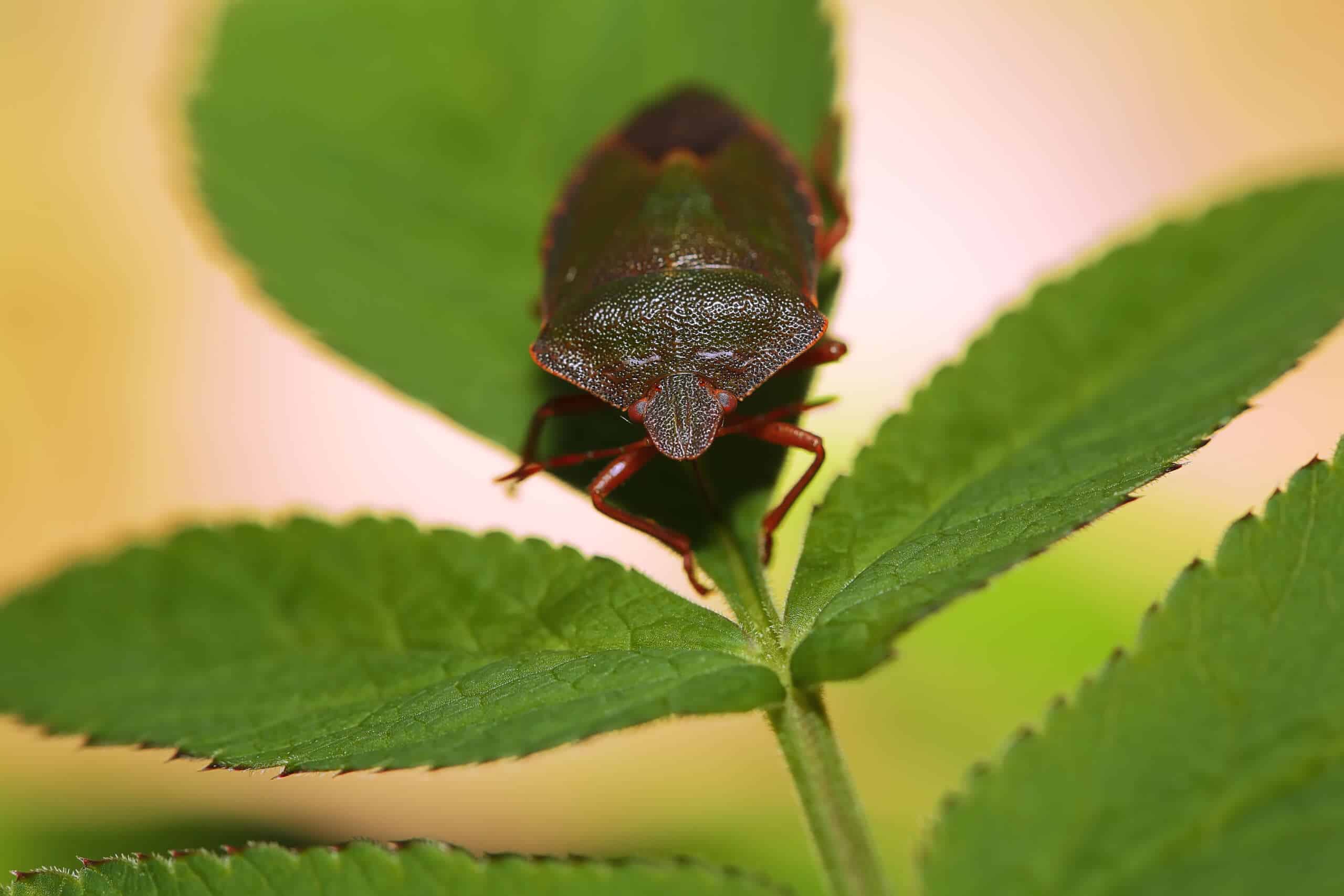 Stink bug on a leaf