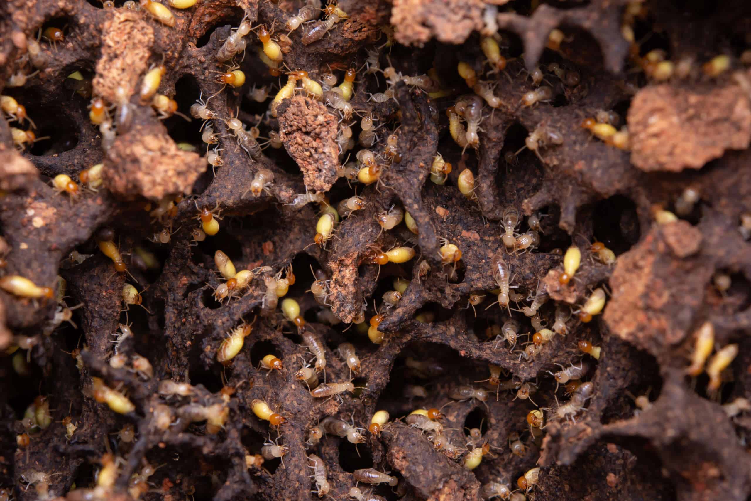 Termites creating tunnels in wood