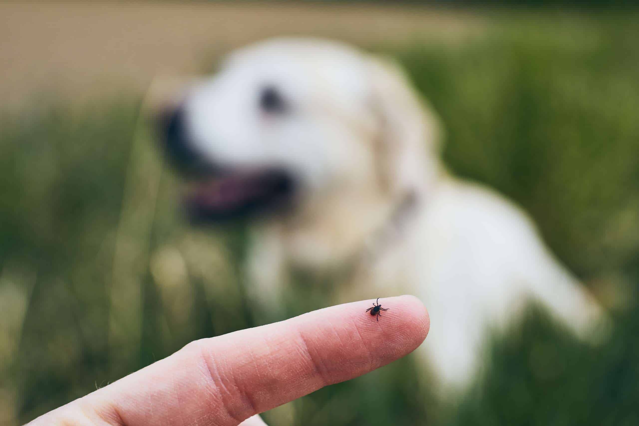 Closeup of a tick on a human finger with a dog in the background