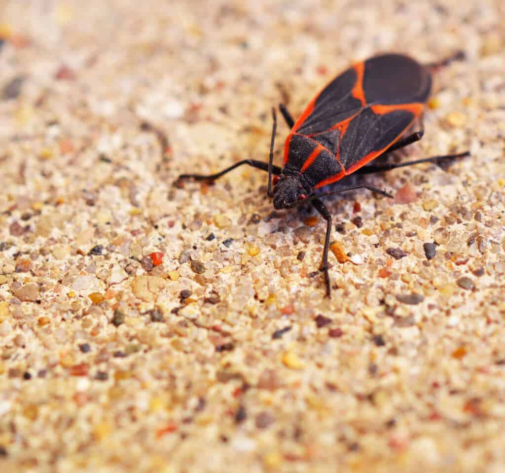 Box Elder Bugs Pointe Pest Control