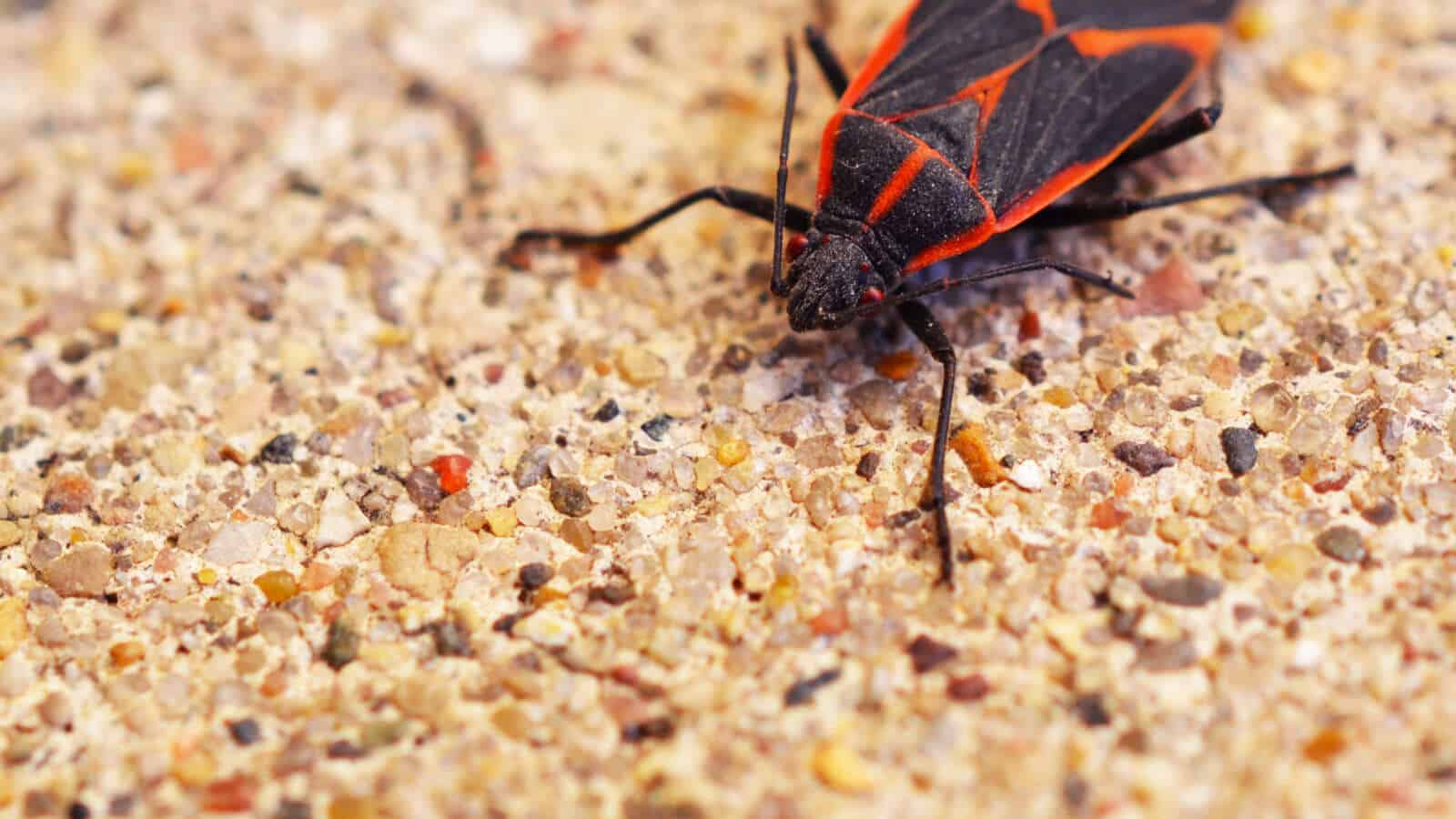 A box elder bug