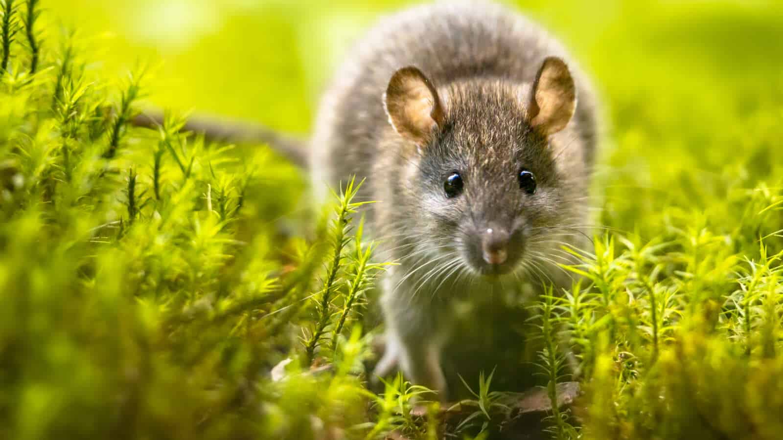 Closeup of a Brown Rat in the grass