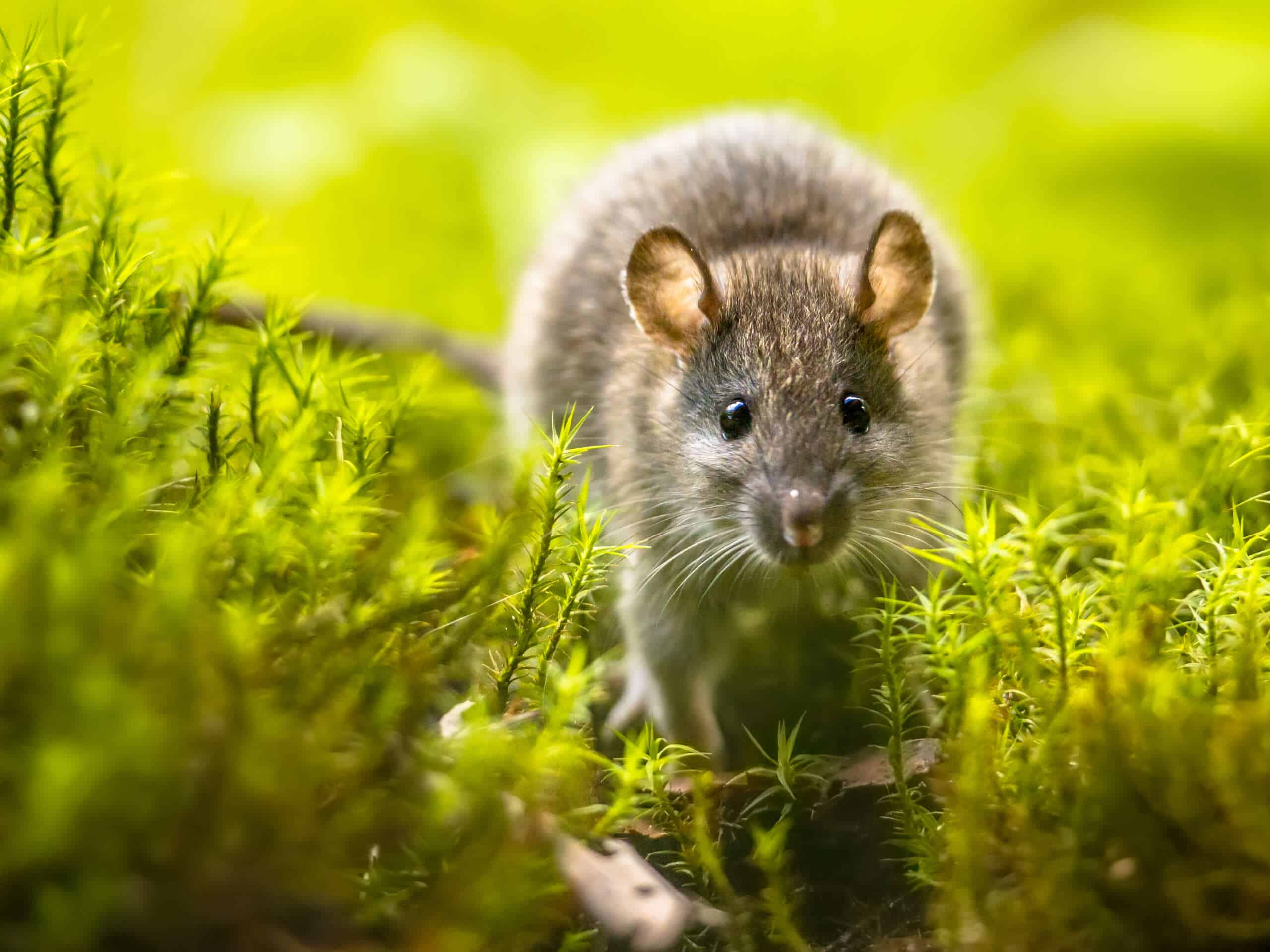 Closeup of a Brown Rat in the grass