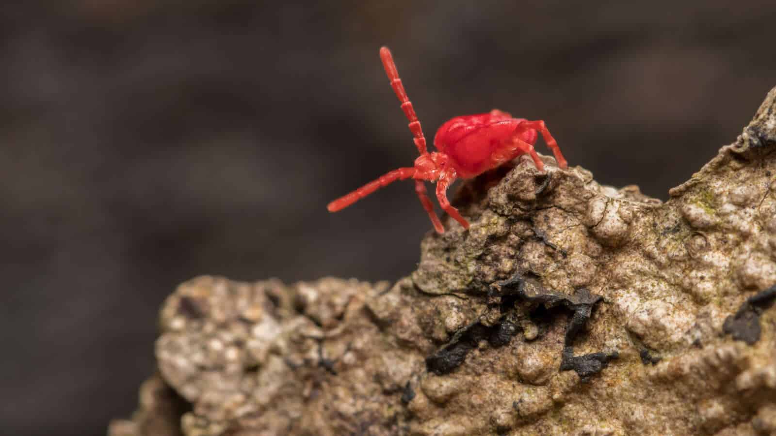 A Red Clover Mite