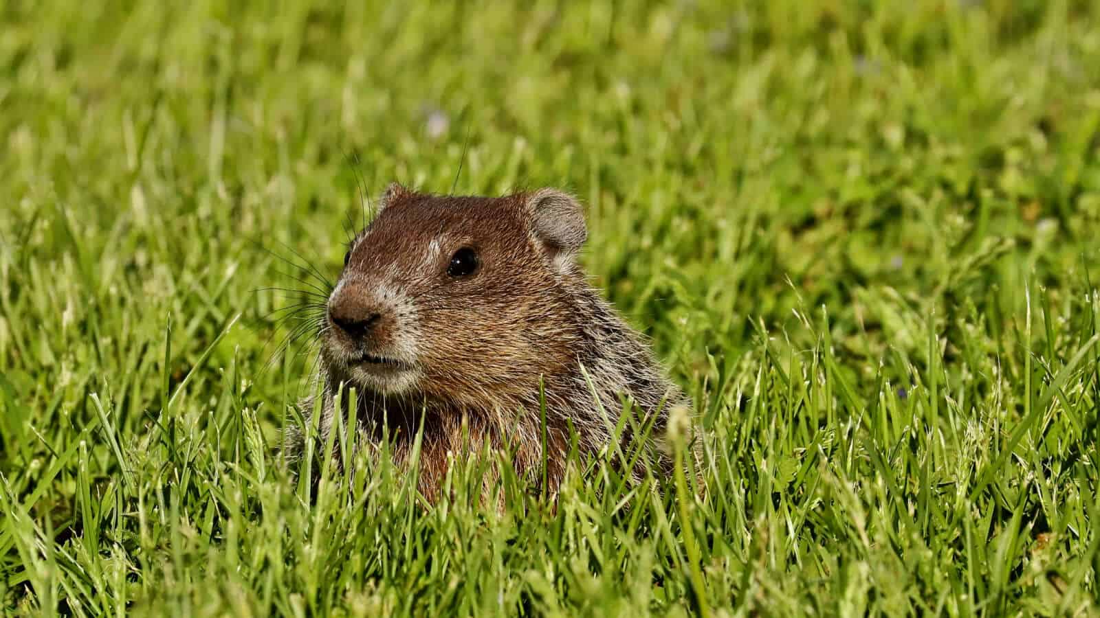 A groundhog in grass