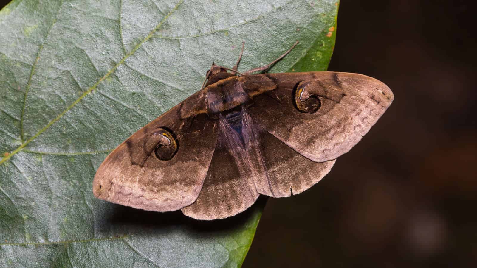 A moth on a leaf