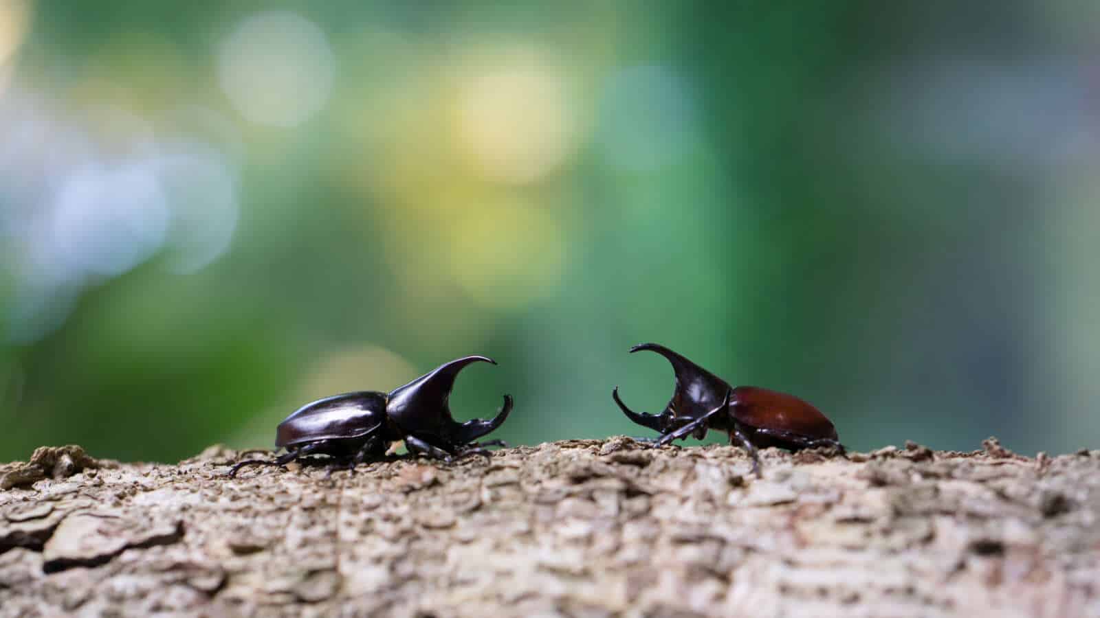 Two Rhinoceros beetles facing each other