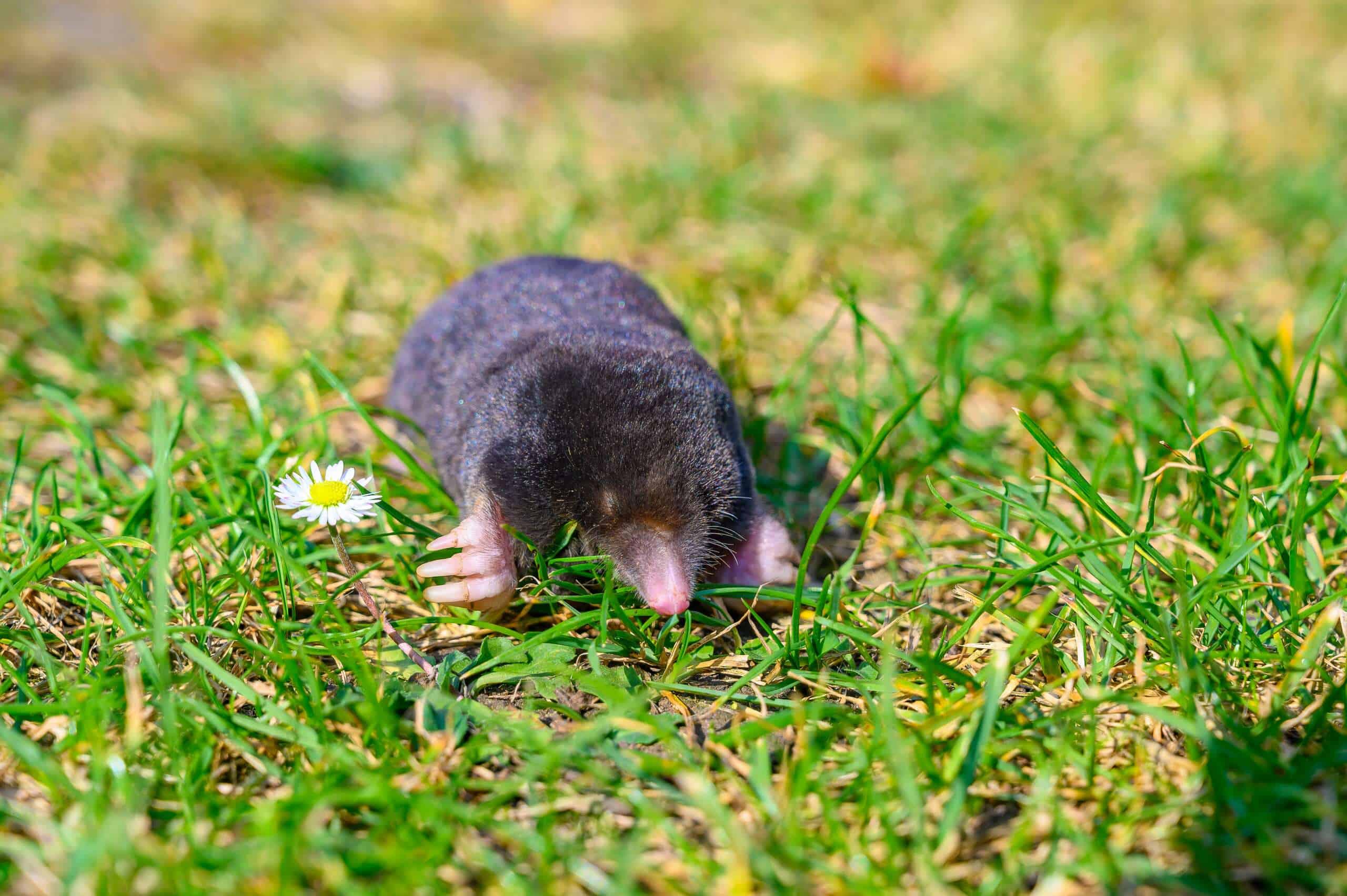 moles-pointe-pest-control