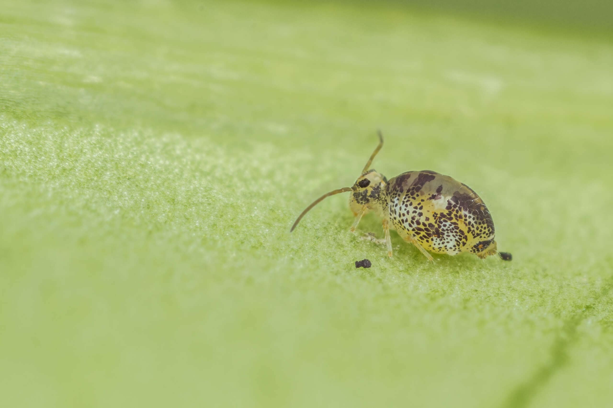 Springtails