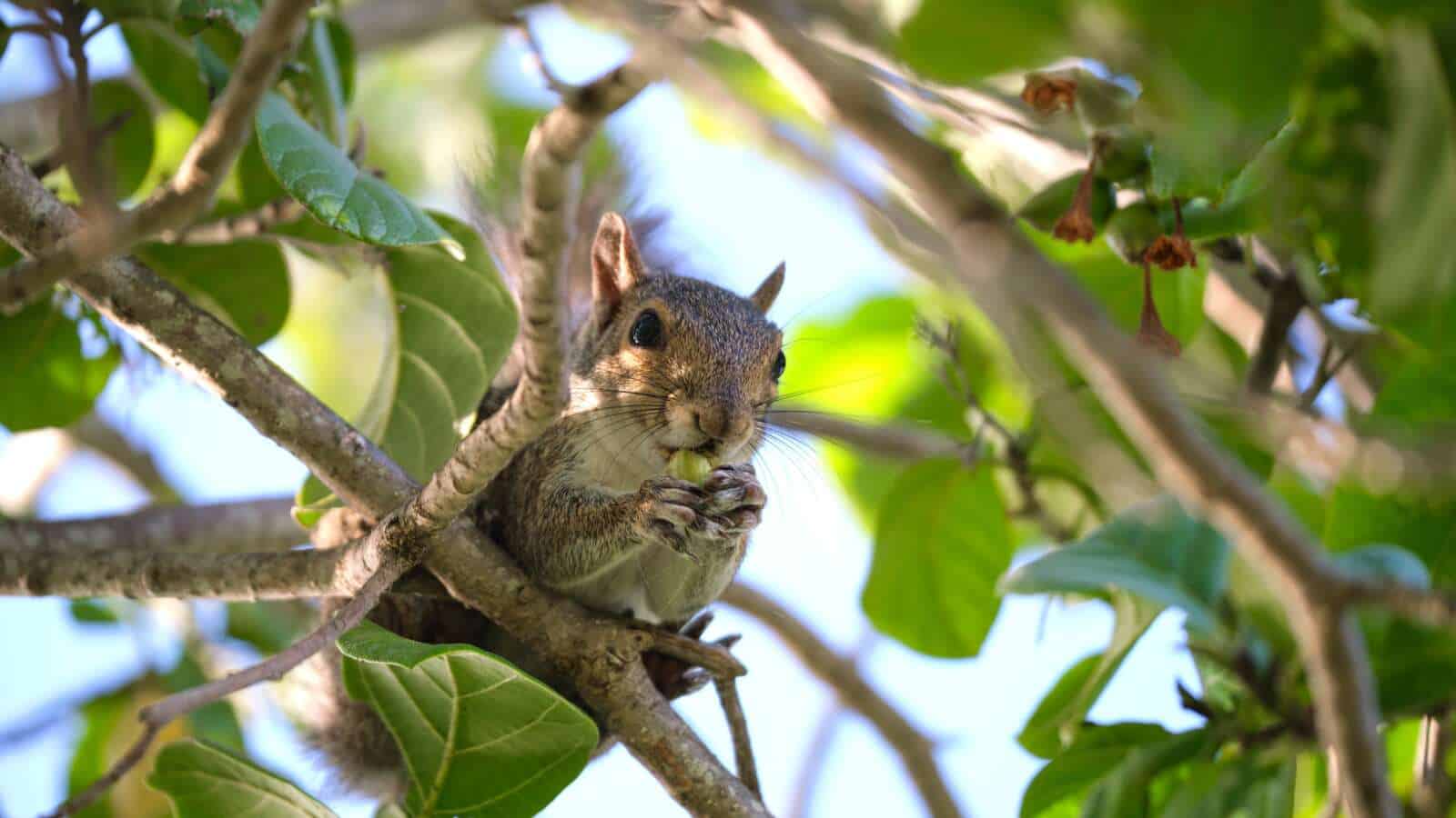 A squirrel sitting on a tree branch eating nuts