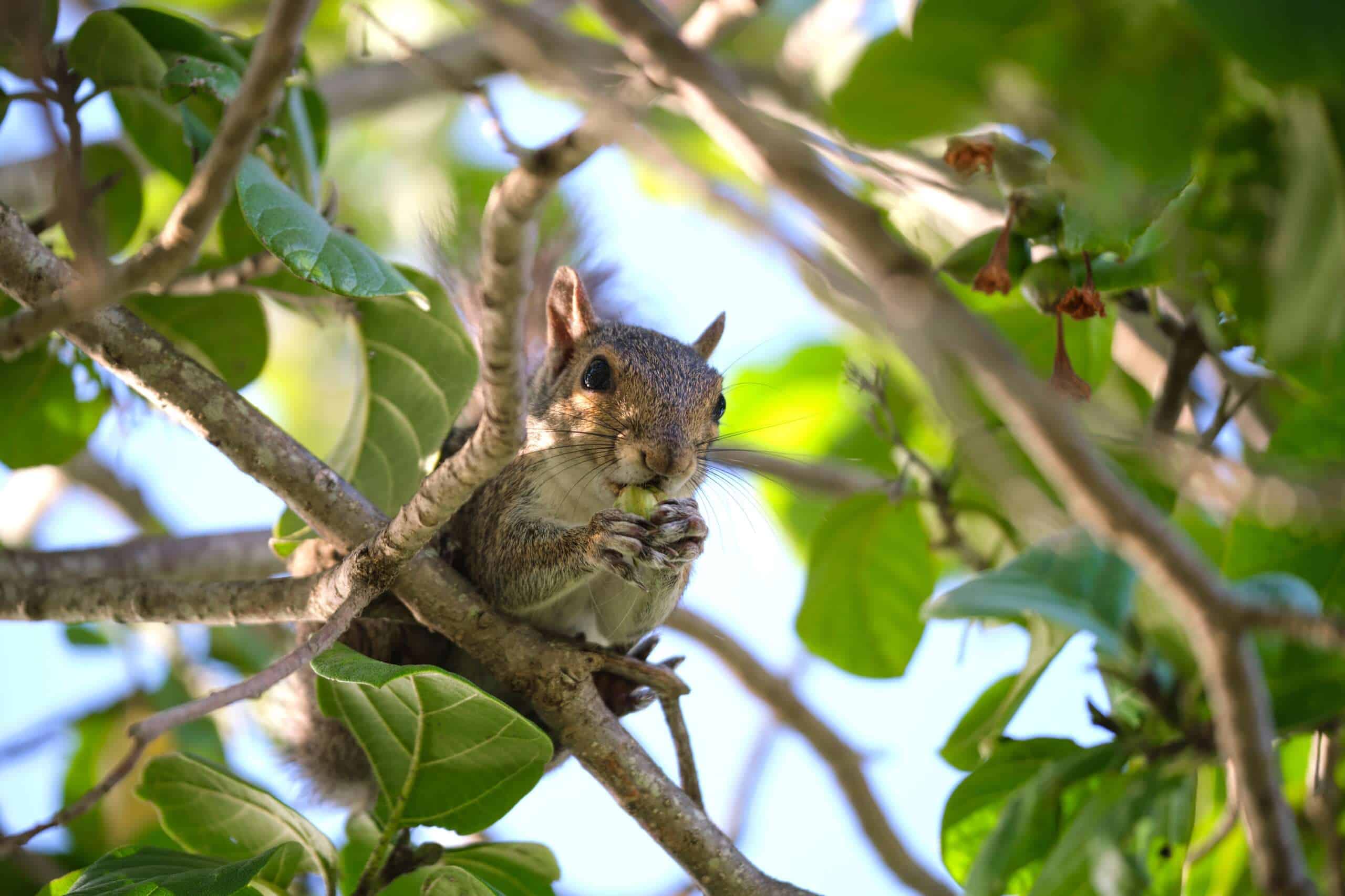 Squirrels