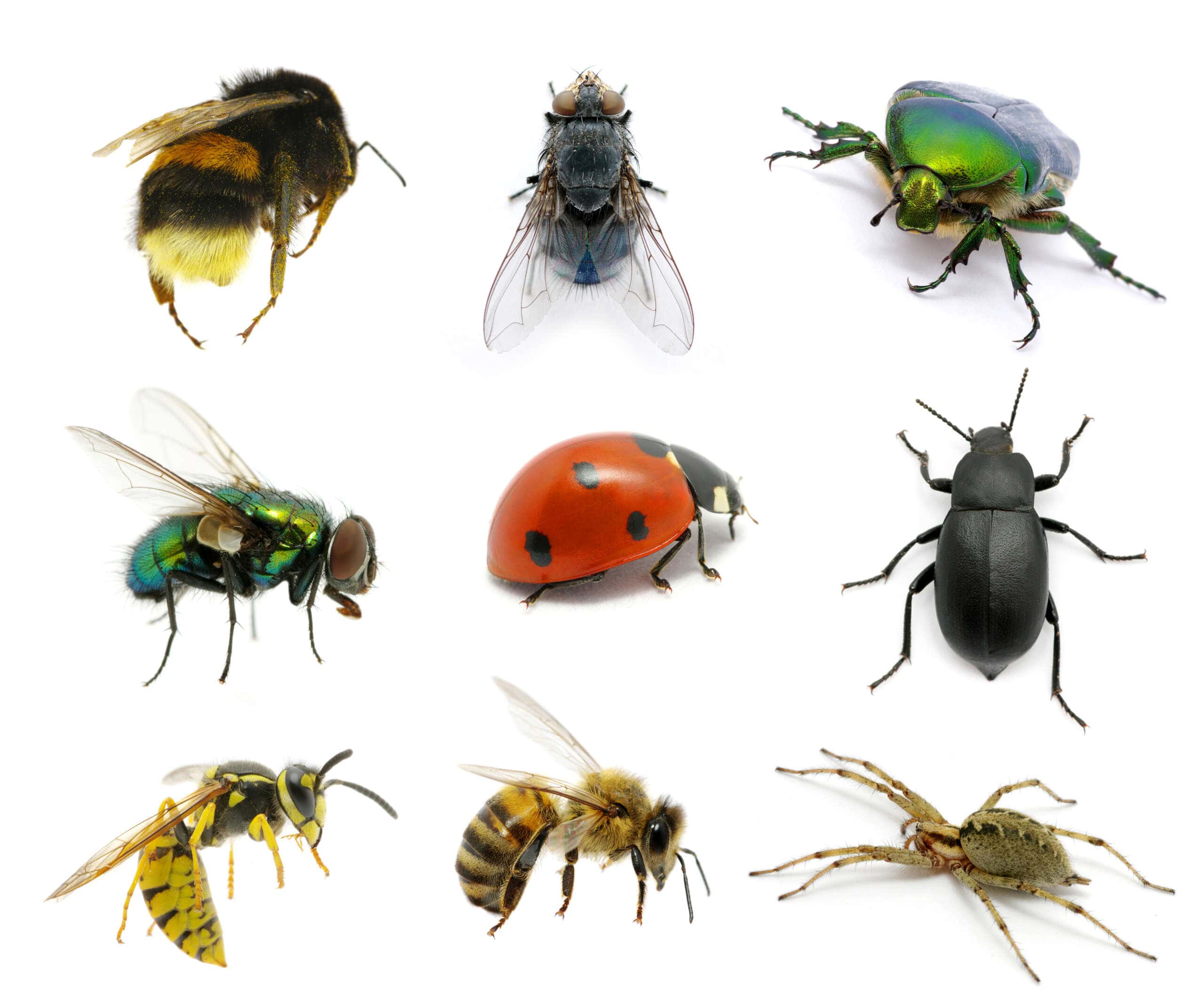 A photo of 9 different common pests