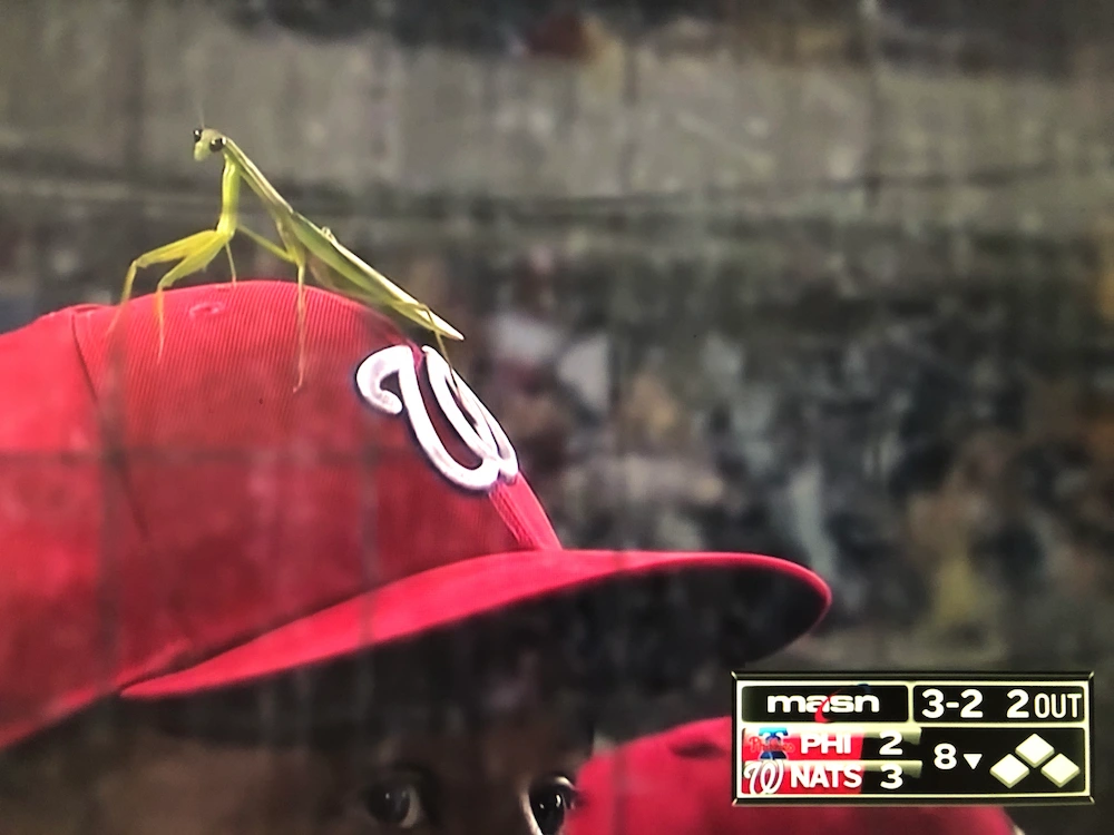 praying mantis on hat