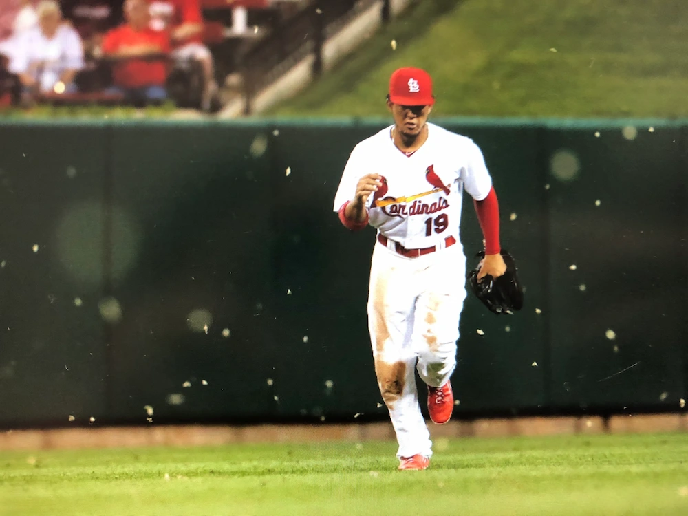 moths on field