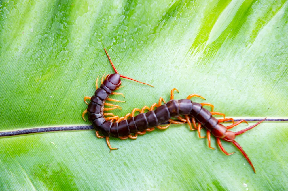 centipede
