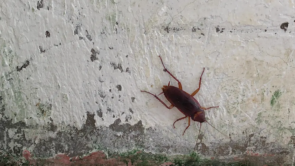 roaches