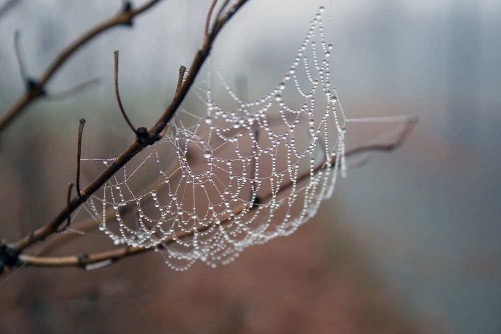wet spider web