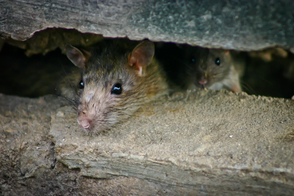 rodents