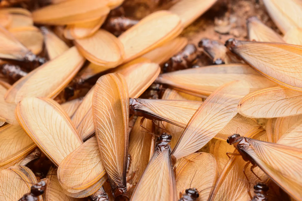termite swarmers