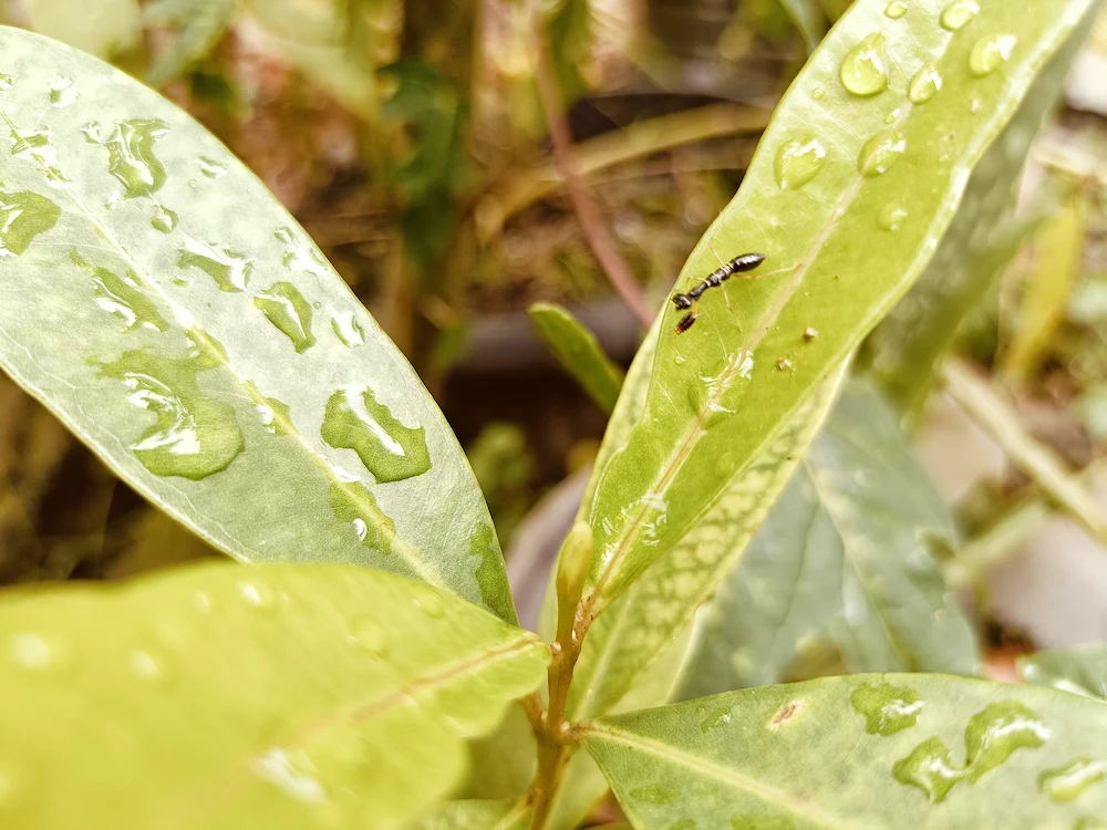 ants on leaf