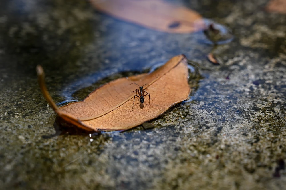 ant on leaf