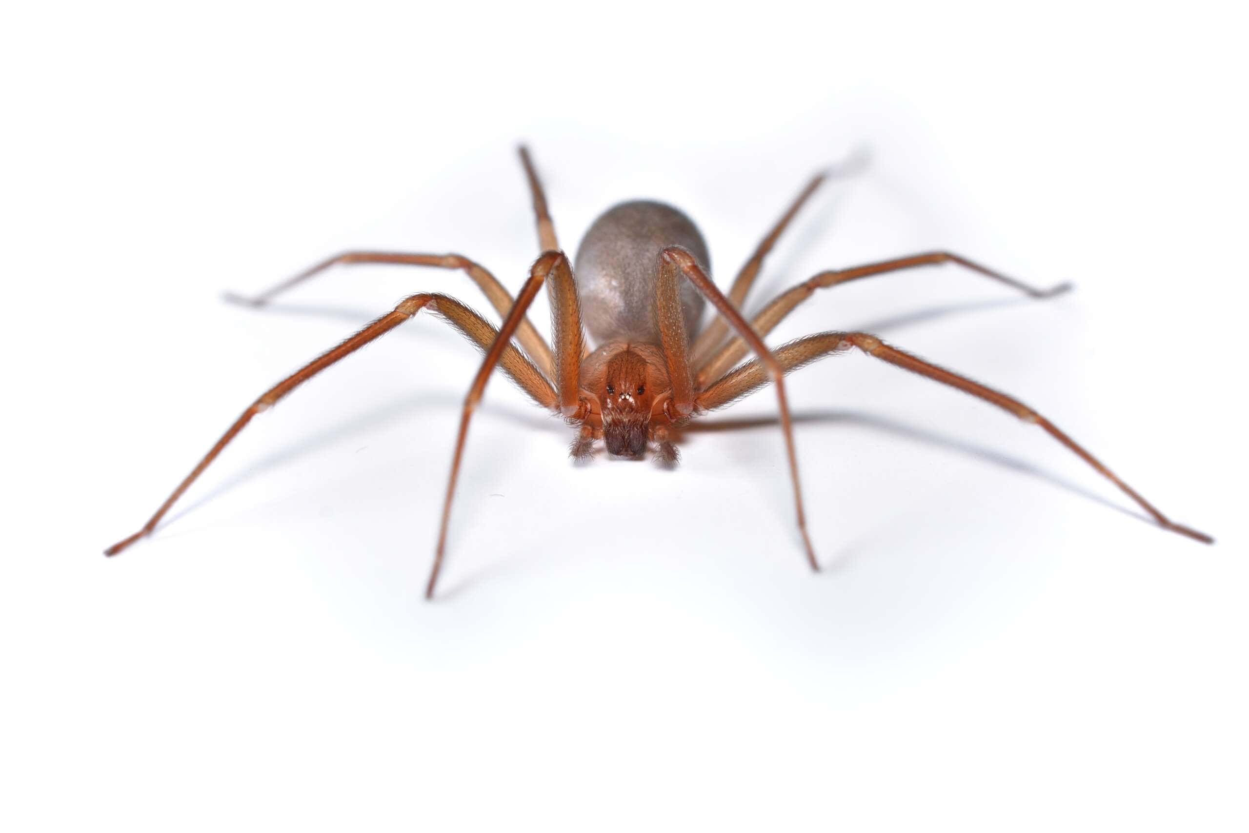 Closeup of the Mediterranean Recluse Spider