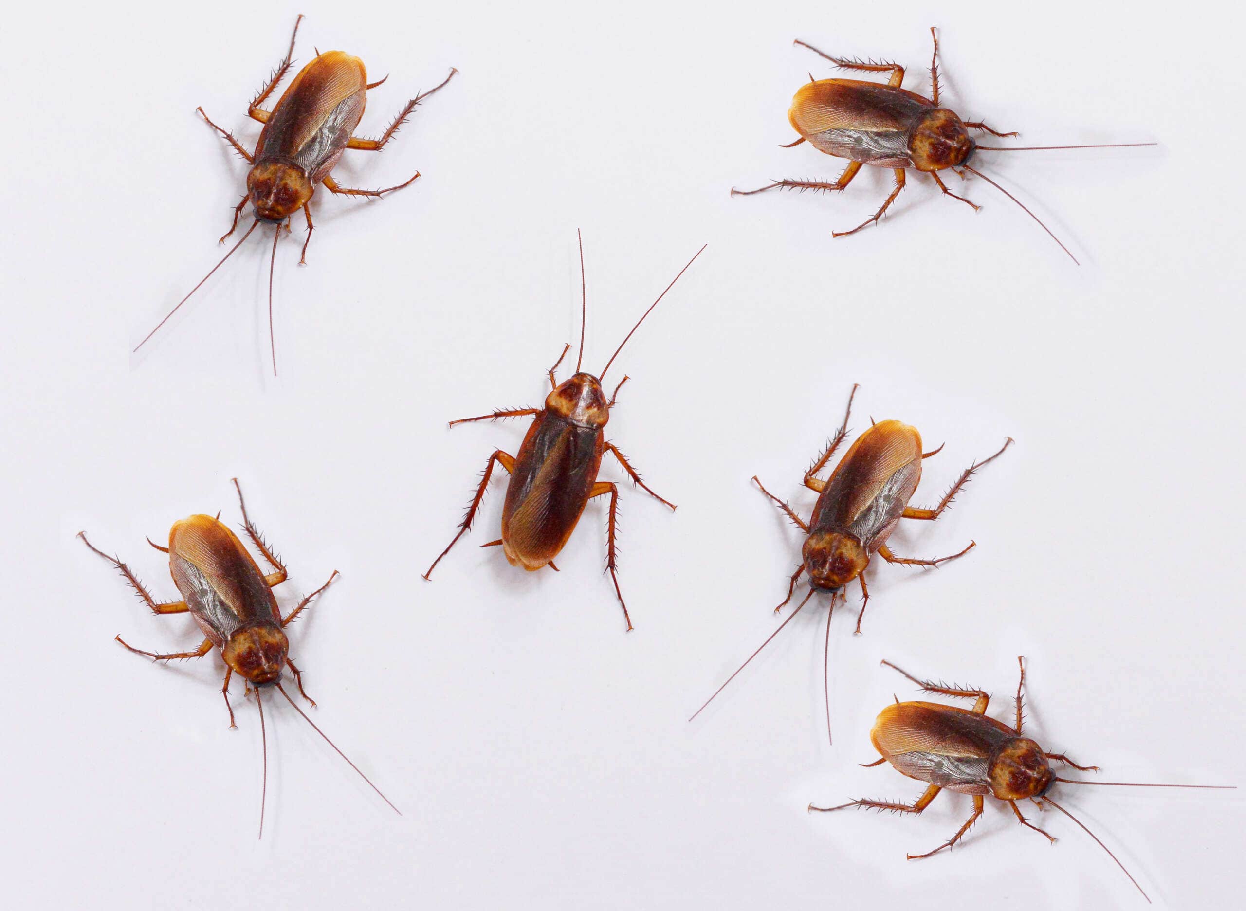 A group of cockroaches on a flat white surface