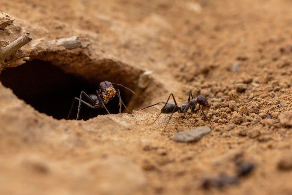 dusting ant nest