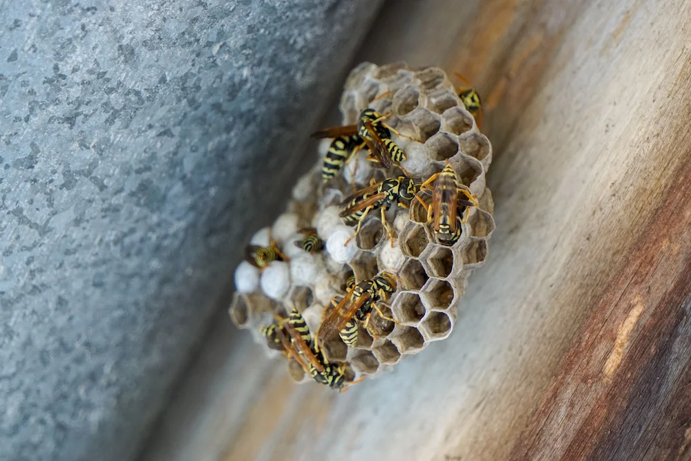 eusocial wasps