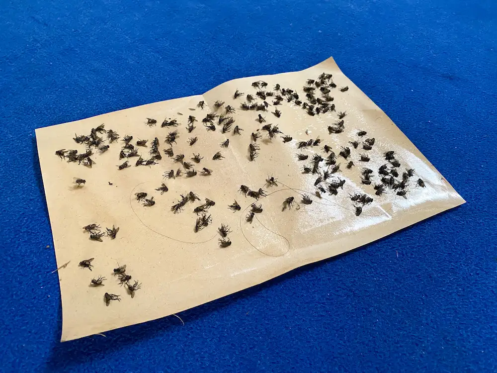 glue board