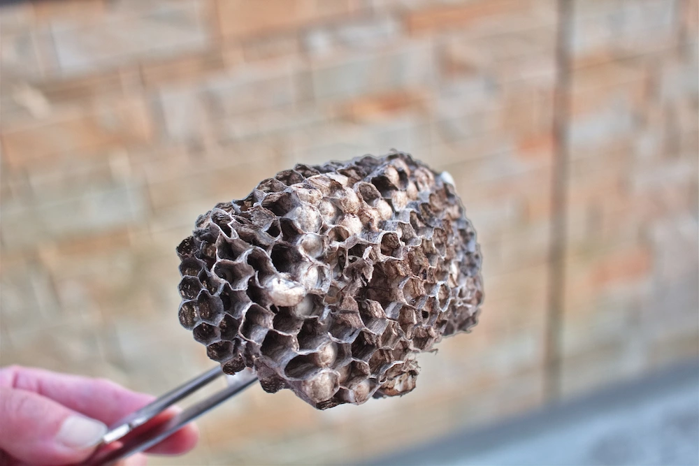 nest removal