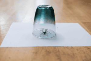 A Spider trapped under a cup with a white piece of paper under the cup and spider.