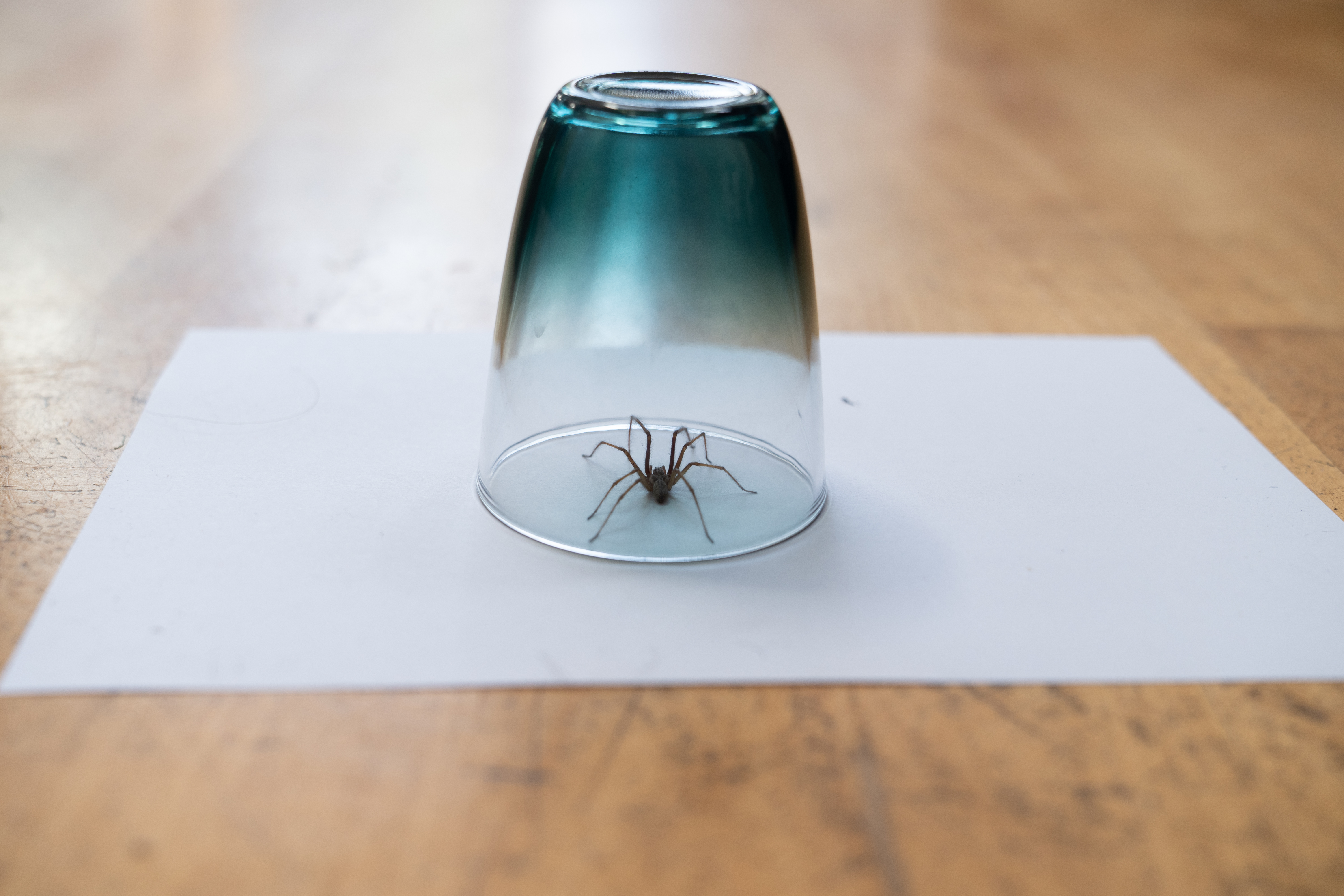 A Spider trapped under a cup with a white piece of paper under the cup and spider.