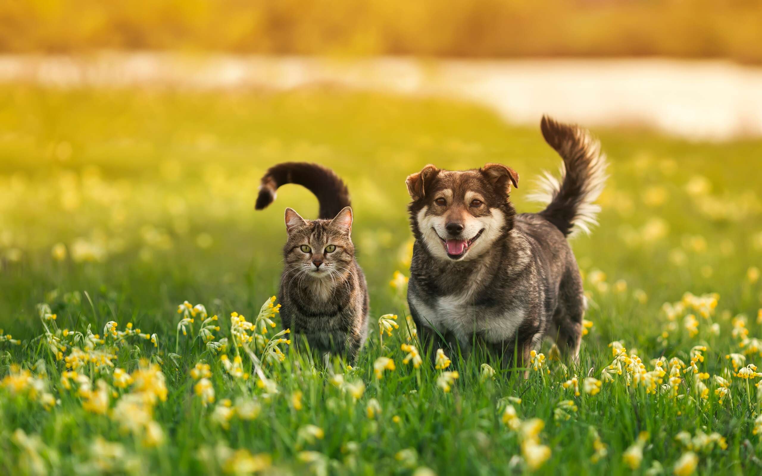 cat and dog; flea and tick prevention